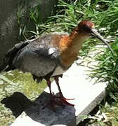 Andean Ibis