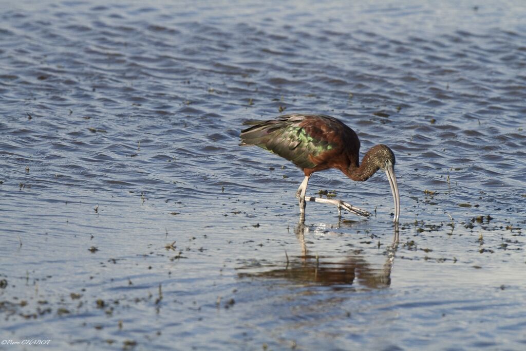 Glossy Ibis, identification