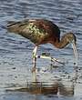 Ibis falcinelle
