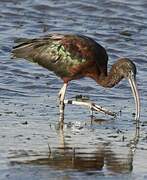 Ibis falcinelle