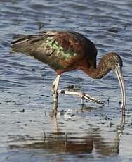 Ibis falcinelle