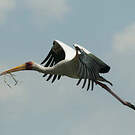 Tantale ibis