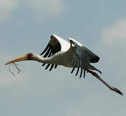 Tantale ibis