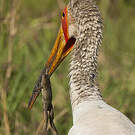 Tantale ibis