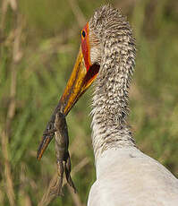 Tantale ibis