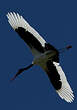 Jabiru d'Afrique