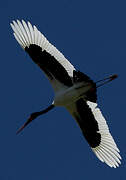 Saddle-billed Stork