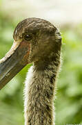 Saddle-billed Stork