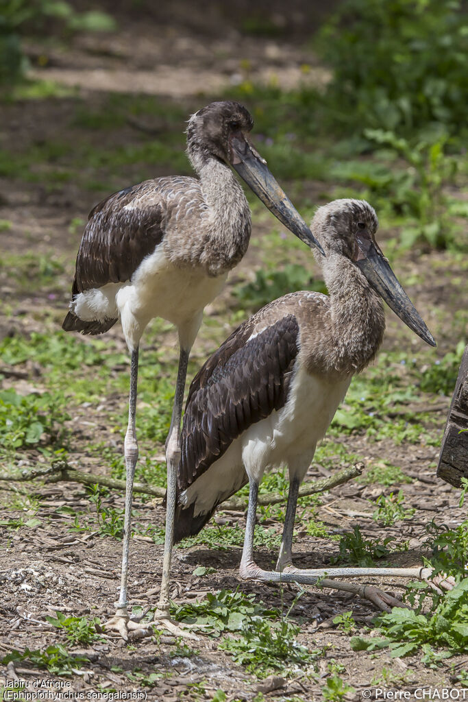 Saddle-billed Stork