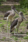 Saddle-billed Stork