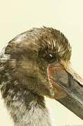 Saddle-billed Stork