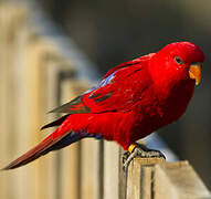 Red Lory