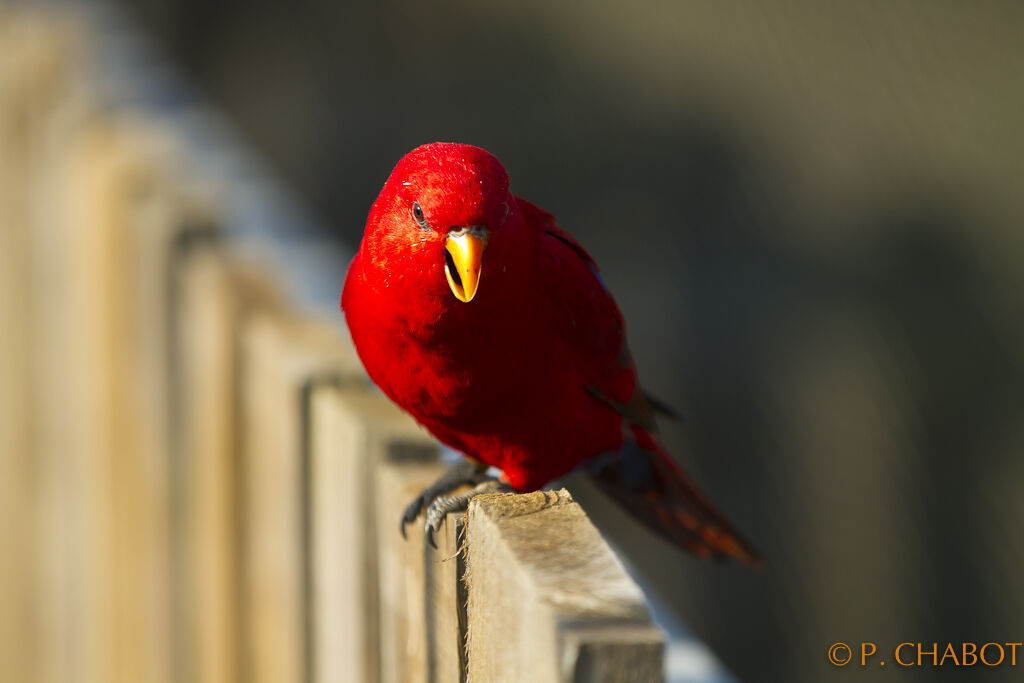 Red Lory