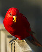 Red Lory