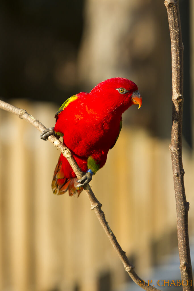 Red Lory