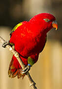 Red Lory