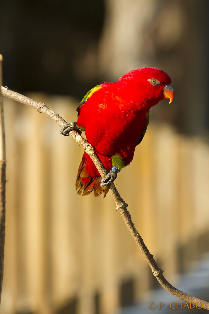 Red Lory