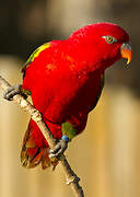 Red Lory