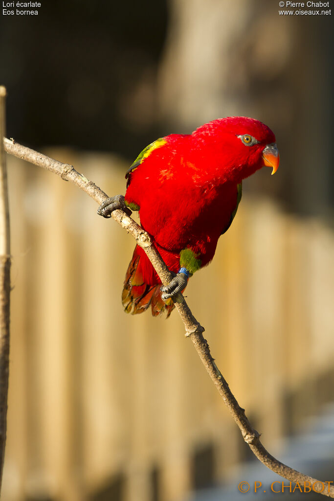 Red Lory