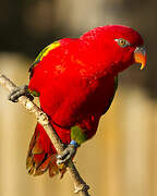 Red Lory