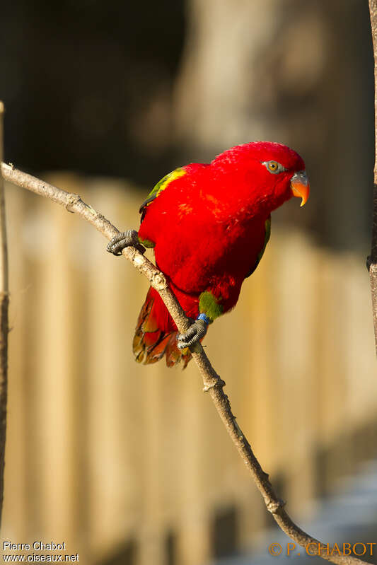 Red Lory, identification