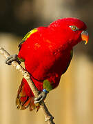 Red Lory