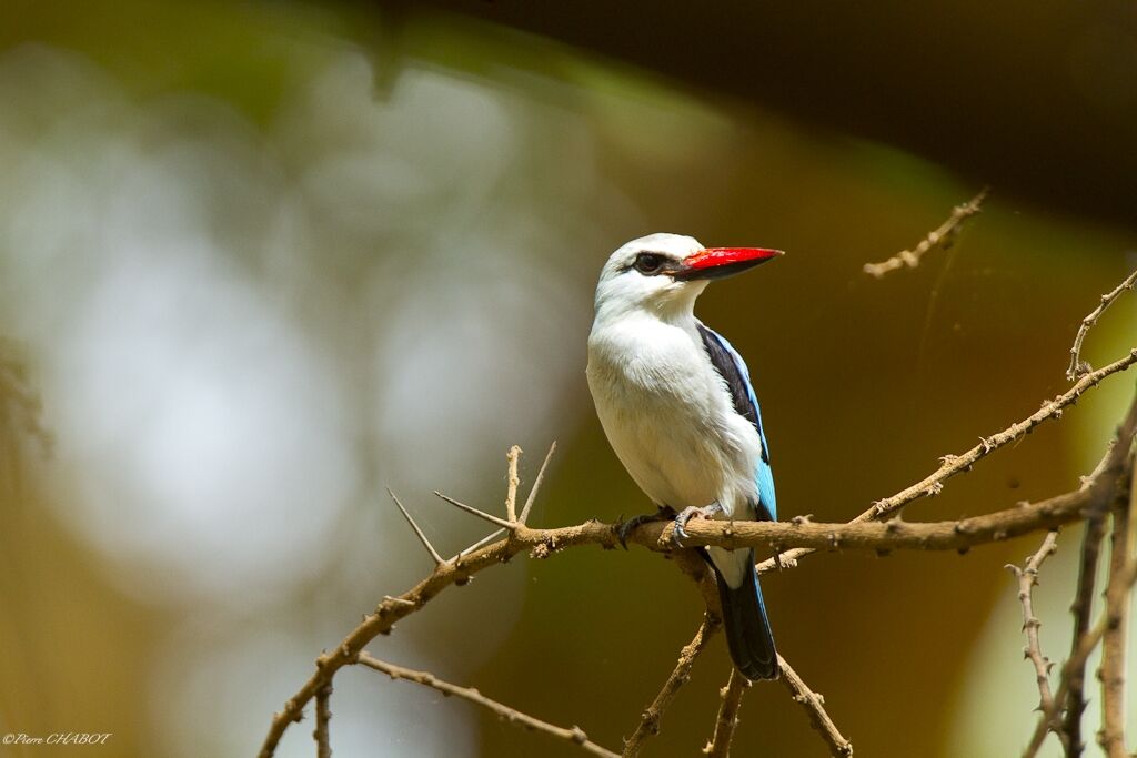 Woodland Kingfisher