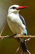 Woodland Kingfisher