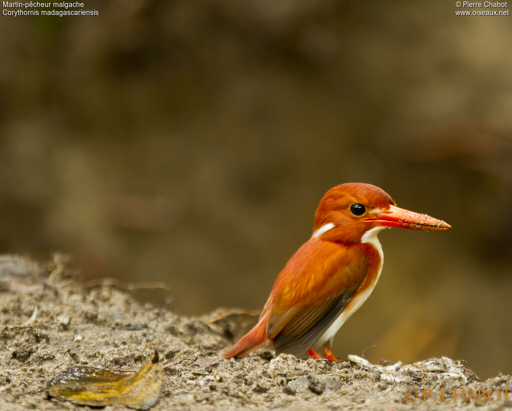 Madagascar Pygmy Kingfisher