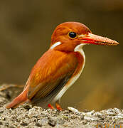 Madagascar Pygmy Kingfisher