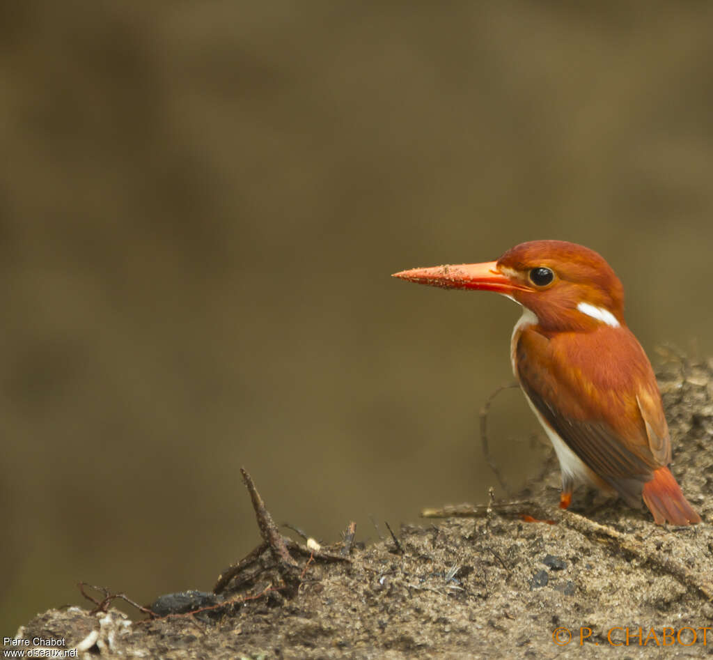 Madagascar Pygmy Kingfisheradult breeding, identification