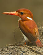 Madagascan Pygmy Kingfisher