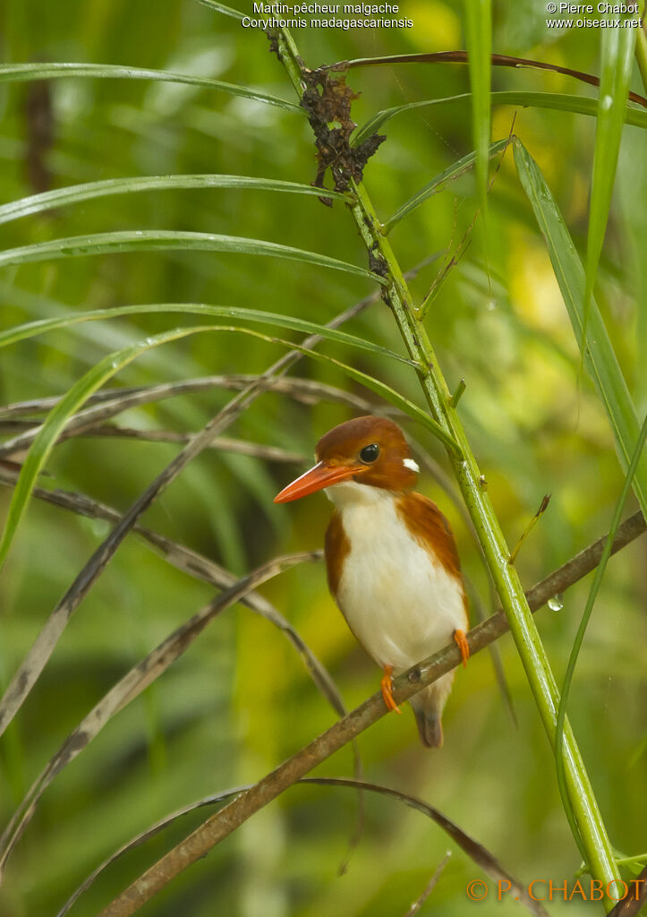 Madagascar Pygmy Kingfisher