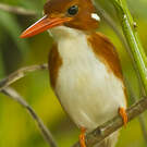 Martin-pêcheur malgache