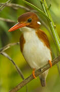 Madagascar Pygmy Kingfisher