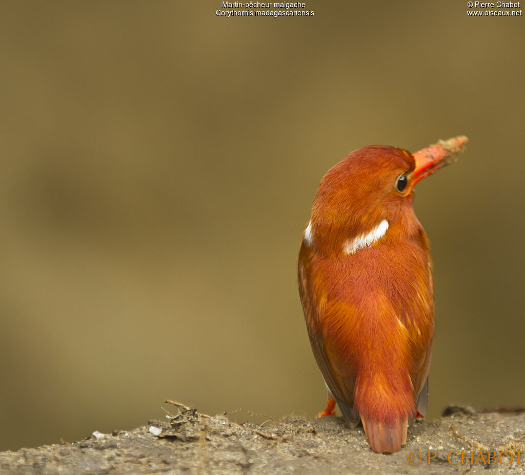 Madagascan Pygmy Kingfisher