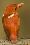 Madagascar Pygmy Kingfisher