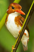 Madagascan Pygmy Kingfisher