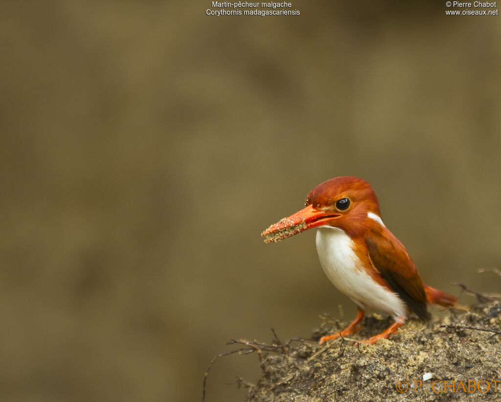 Madagascan Pygmy Kingfisher