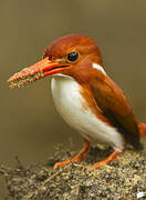 Madagascan Pygmy Kingfisher