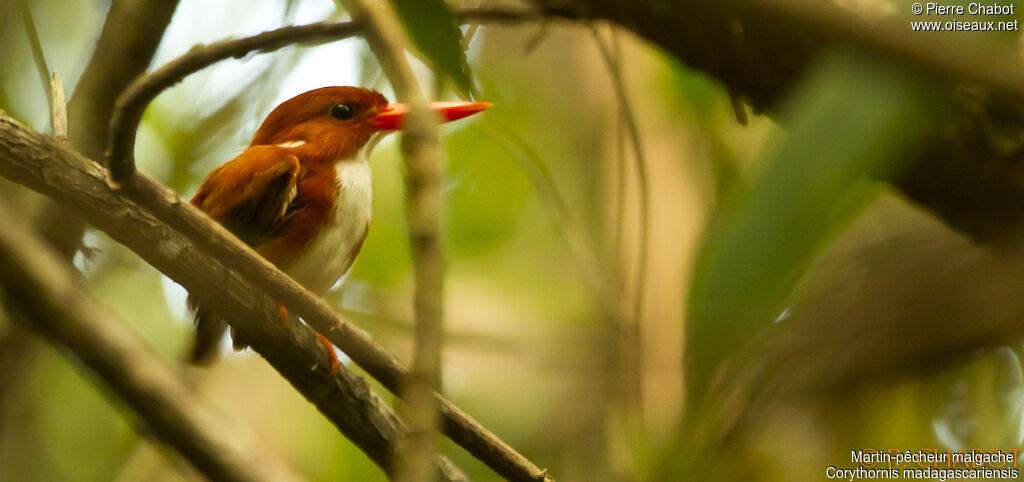 Madagascar Pygmy Kingfisher