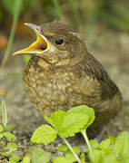 Common Blackbird