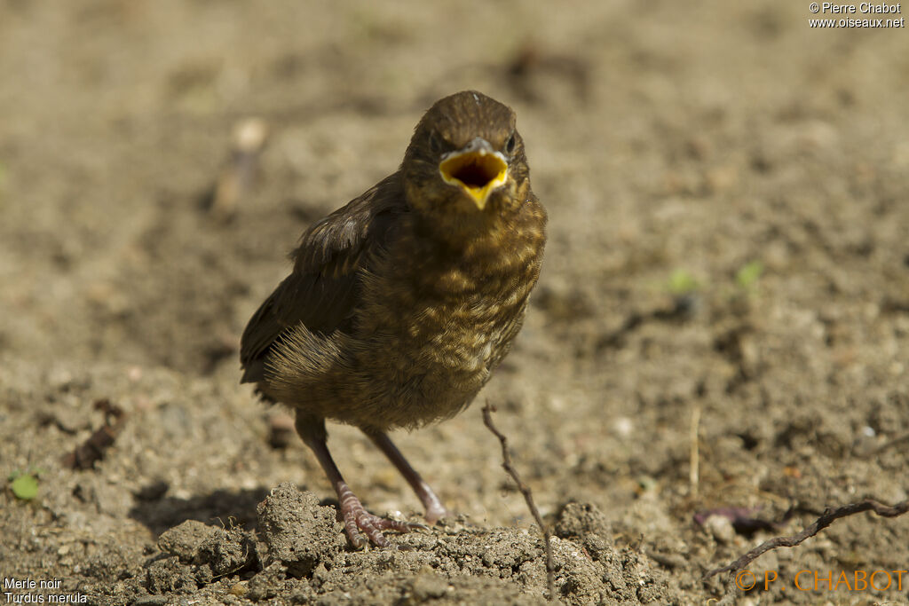 Common Blackbirdjuvenile, song