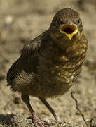 Common Blackbird