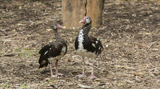 Spur-winged Goose