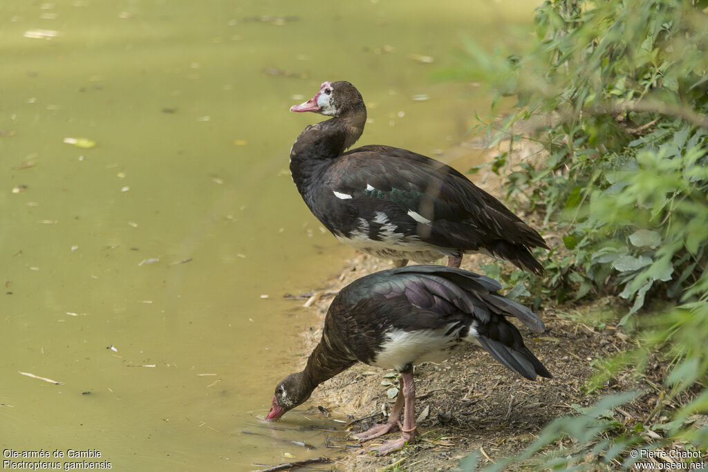 Spur-winged Goose