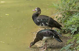 Spur-winged Goose