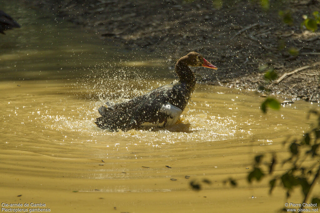 Spur-winged Goose