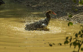 Spur-winged Goose