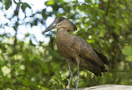 Hamerkop